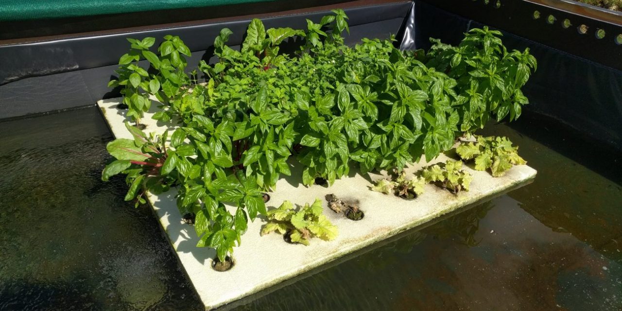 Curaçao AgroTech