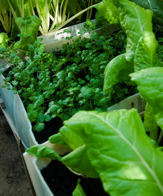 Agrikultura i kombustibel fosil
