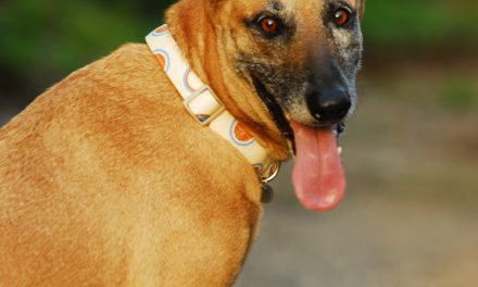 Spirocerca Lupi, de esophagusworm op Curacao