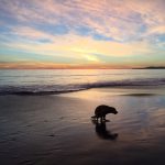 Hondenpoep, een gevaar voor de gezondheid