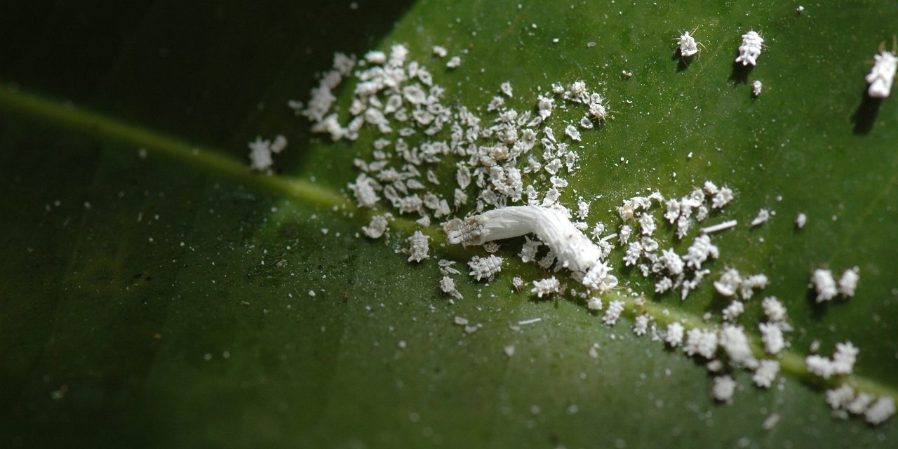 Wat is dat witte spul op mijn planten?