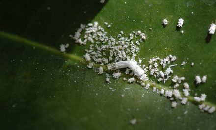 Wat is dat witte spul op mijn planten?