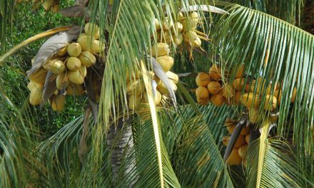 Producten gemaakt van de kokospalm