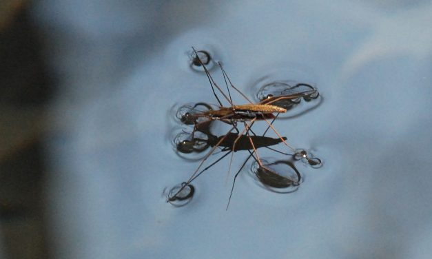 De monstertjes van de regentijd