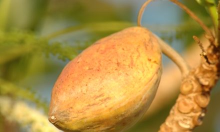 De bijzonderheden van de Terminalia Catappa