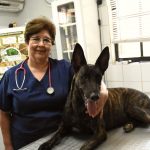 Homeopathie voor dieren