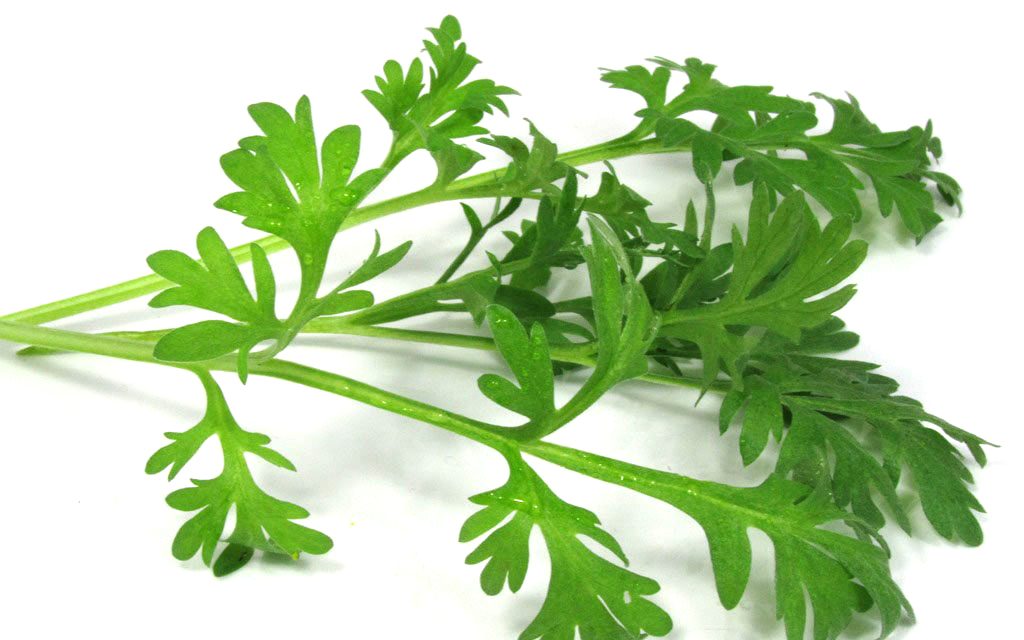 Artemisia Annua of Zomeralsem