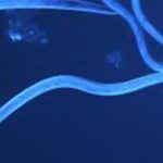 Het Aaltje: de Assepoester in de gezondheid van mens, dier en plant