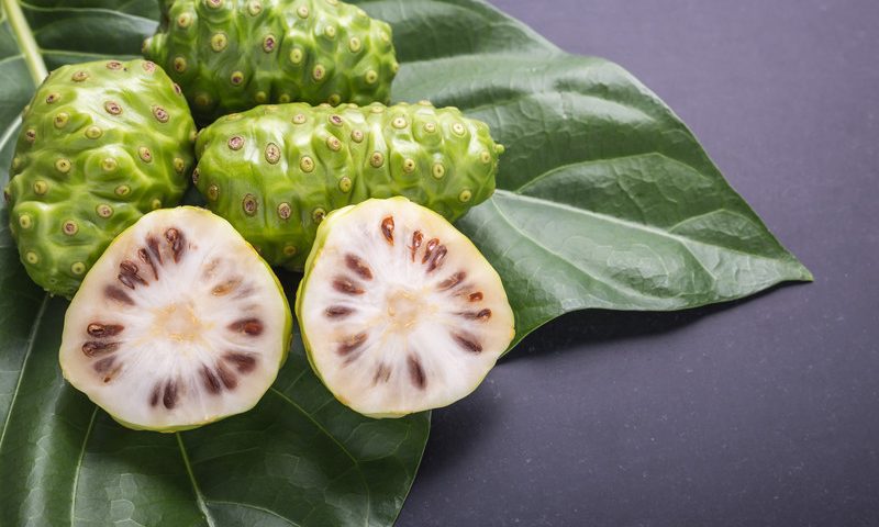 Morinda citrifolia na 2000 jaar herboren