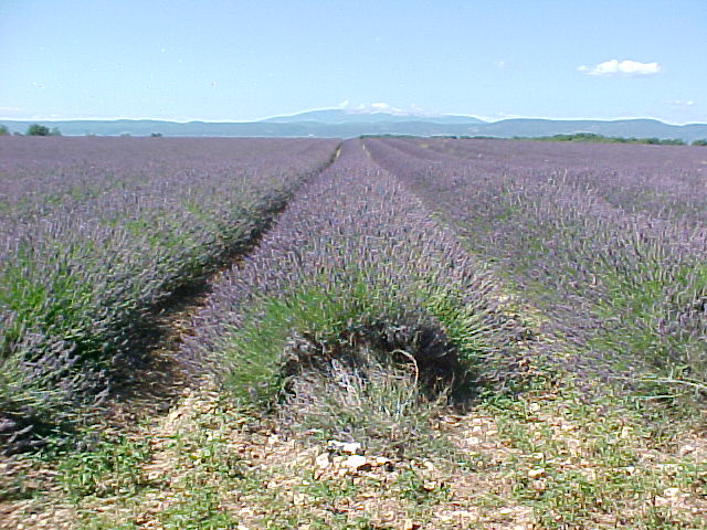 Lavendel