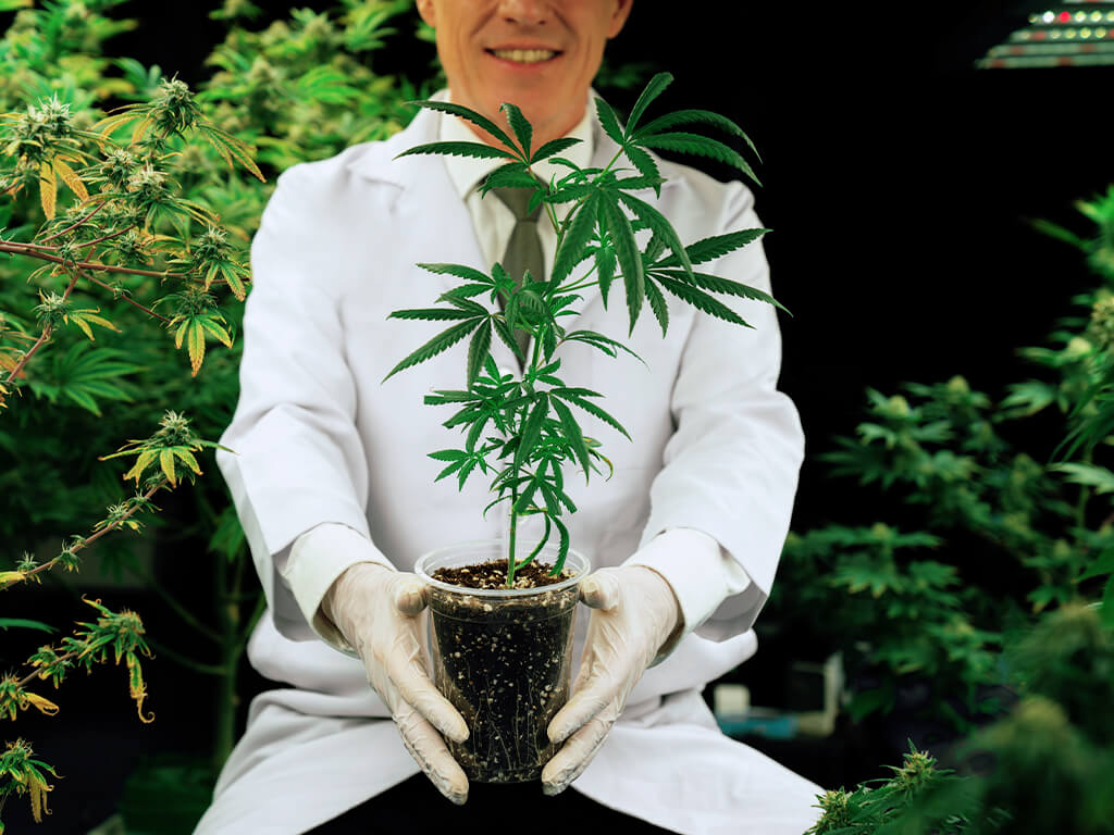 Cannabis, het endocannabidoïde systeem en cannabidoïden 1 (1)