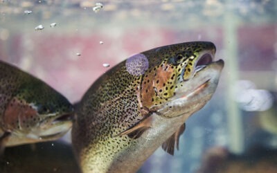 Genetische manipulatie van dieren