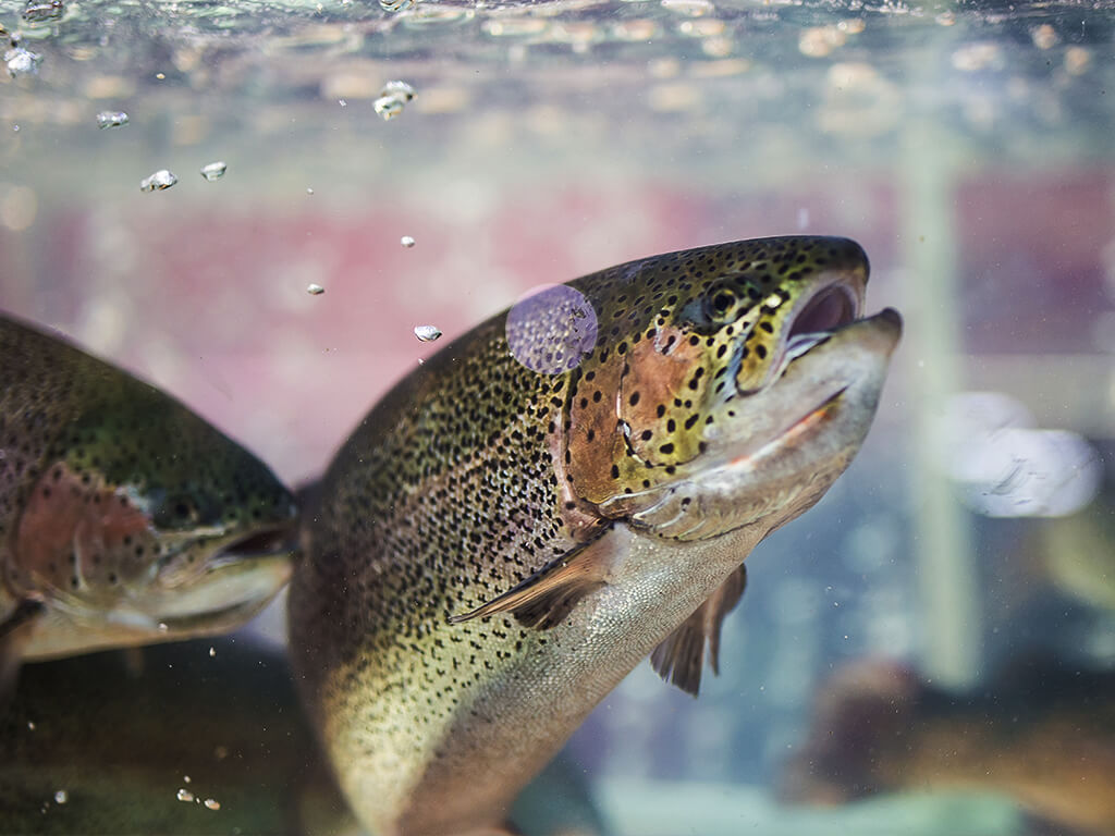 Genetische manipulatie van dieren 1 (1)
