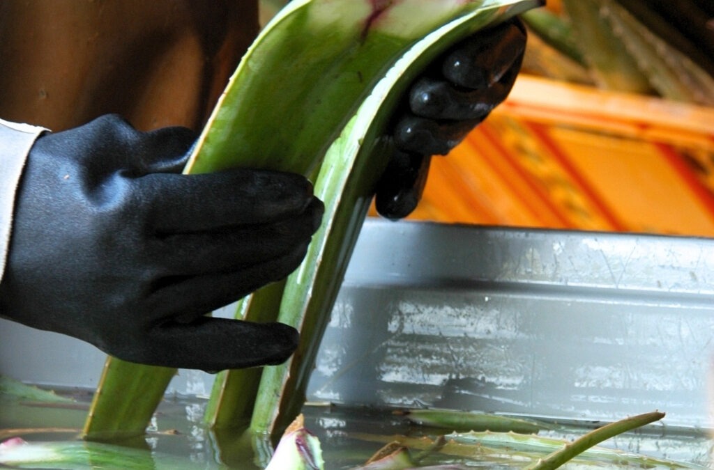 De Aloë Vera-Plantage op Curaçao