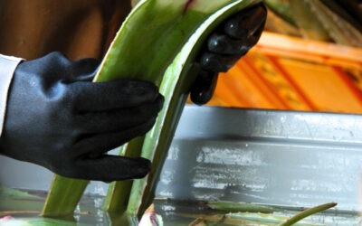 De Aloë Vera-Plantage op Curaçao